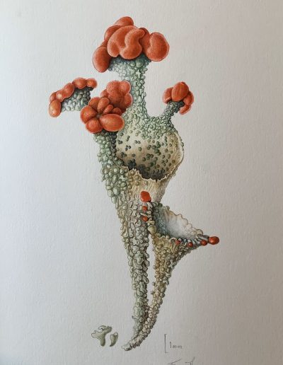 Cladonia comersa by Fran Thomas