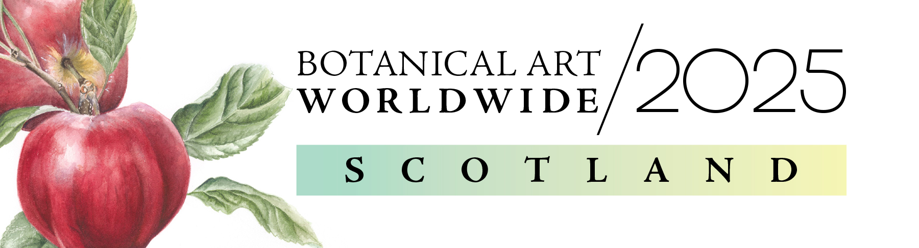 Botanical Art Worldwide 2025 Scotland - featuring Bloody Ploughman apple by Mhorag McDowall