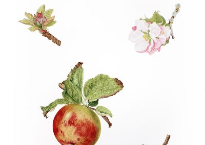 Malus domestica
