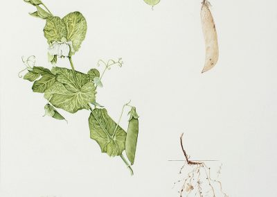 Pisum sativum