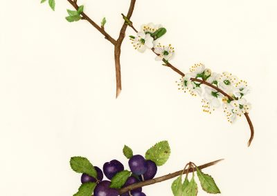 Prunus insititia var. nigra