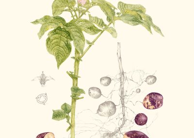 Solanum tuberosum