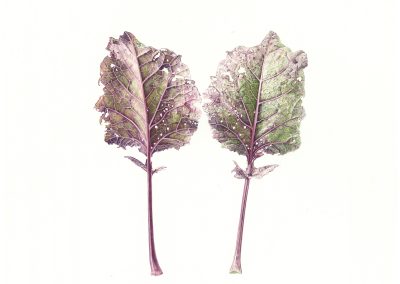 Brassica napus
