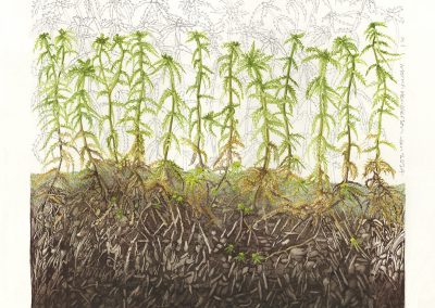 Sphagnum cuspidatum