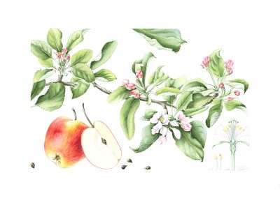 Malus x domestica