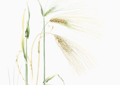 Hordeum vulgare