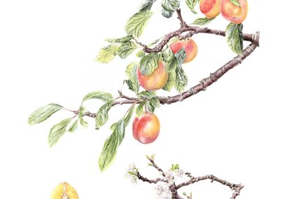 Prunus domestica