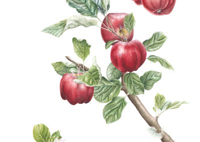 Malus domestica
