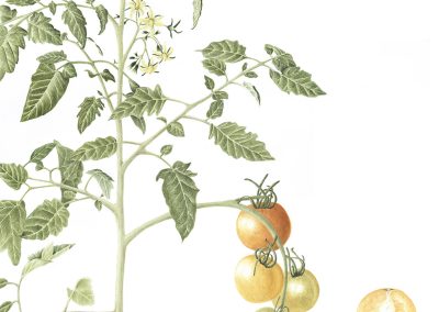 Solanum lycopersicum