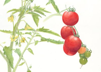 Solanum lycopersicum