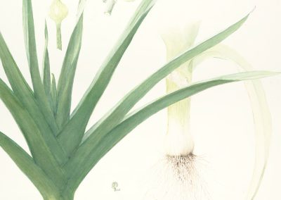 Allium porrum