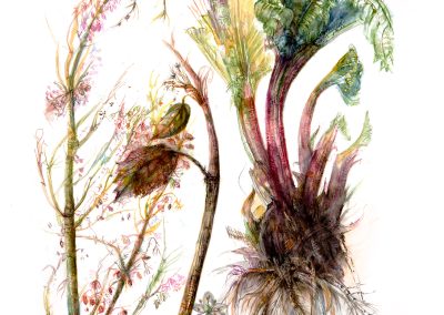 Rheum x hybridum
