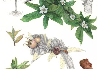 Mespilus germanica