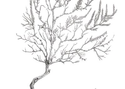 Calluna vulgaris