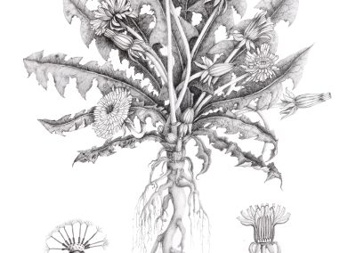 Taraxacum officinale agg.