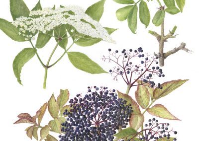 Sambucus nigra