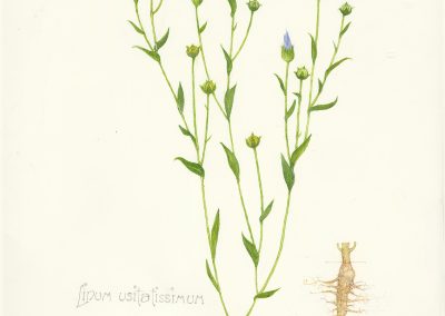 Linum usitatissimum
