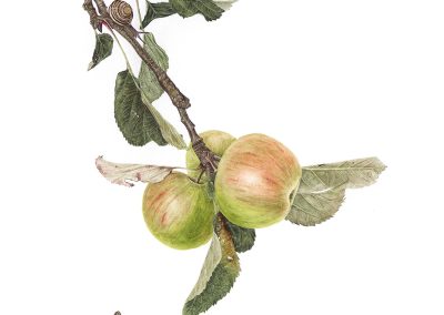 Malus domestica