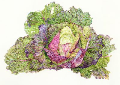 Brassica oleacea var. sabauda