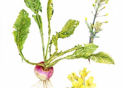 Brassica rapa subsp. rapa
