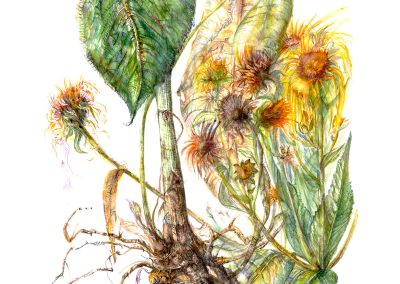 Inula helenium