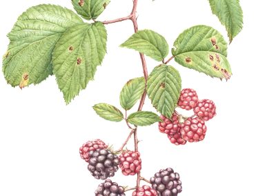 Rubus fruticosus